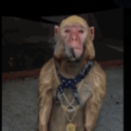 phasedude